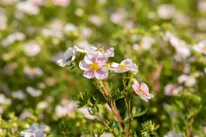 Potentilla f. 'Pink Queen'