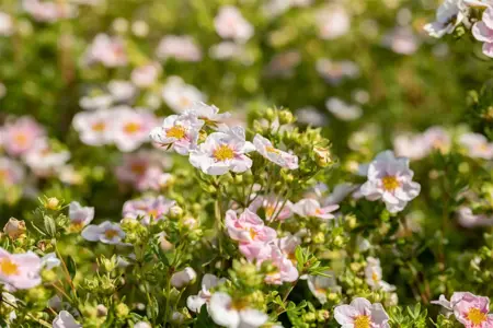 Potentilla f. 'Pink Queen' - 1.5 Ltr pot - image 2