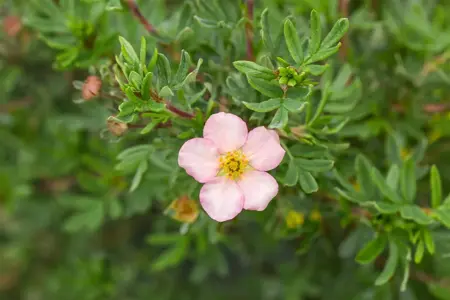 Potentilla f. 'Pink Queen' - 1.5 Ltr pot - image 3