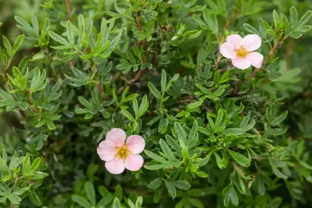 Potentilla f. 'Pink Queen' - 1.5 Ltr pot - image 4