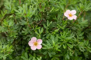 Potentilla f. 'Pink Queen' - 1.5 Ltr pot - image 4