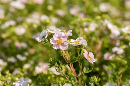 Potentilla f. 'Pink Queen' - 2 Ltr pot - image 1