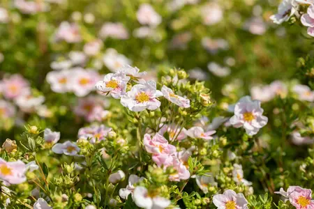 Potentilla f. 'Pink Queen' - 2 Ltr pot - image 2