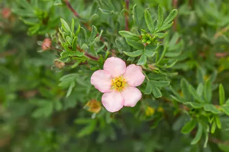Potentilla f. 'Pink Queen' - 2 Ltr pot - image 3
