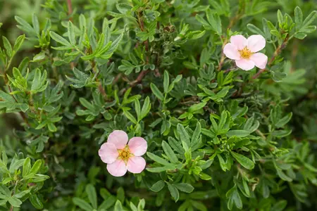 Potentilla f. 'Pink Queen' - 2 Ltr pot - image 4