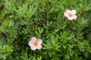 Potentilla f. 'Pink Queen' - 2 Ltr pot - image 4
