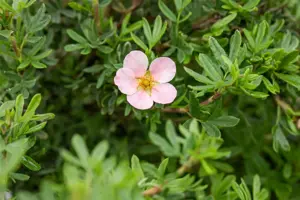 Potentilla f. 'Pink Queen' - 1.5 Ltr pot - image 5