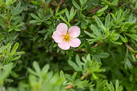 Potentilla f. 'Pink Queen' - 2 Ltr pot - image 5