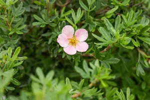 Potentilla f. 'Pink Queen' - 2 Ltr pot - image 5