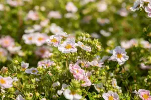 Potentilla f. 'Pretty Polly'