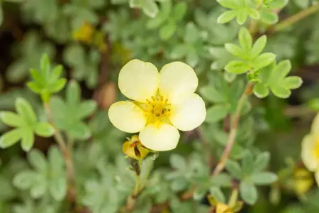 Potentilla f. 'Primrose Beauty' - LINERS 28 CEL TRAY P9 SIZE