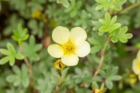 Potentilla f. 'Primrose Beauty' - P9