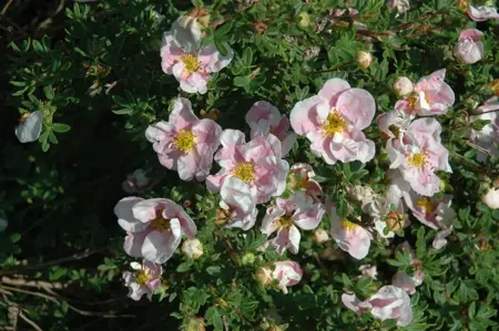 Potentilla f. Princess - P9 - image 2