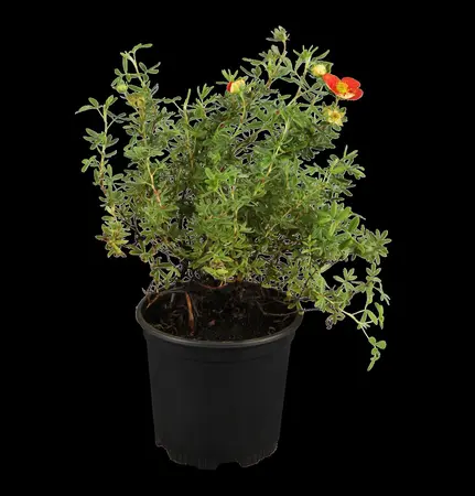 Potentilla f. 'Red Ace' - 20-25 CM C7,5 - image 1