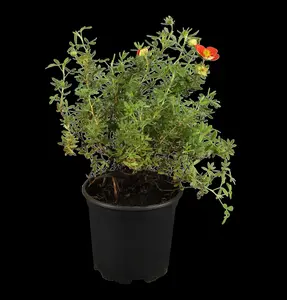 Potentilla f. 'Red Ace' - 20-25 CM C7,5 - image 5