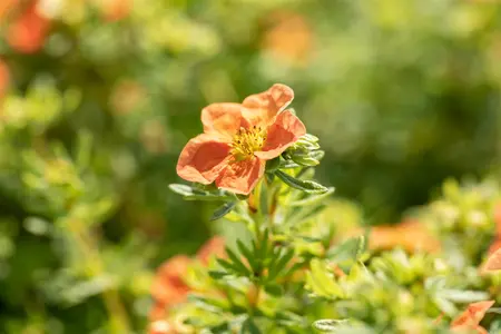 Potentilla f. 'Red Ace' - 20-25 CM C7,5 - image 4