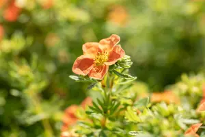 Potentilla f. 'Red Ace' - 20-25 CM C7,5 - image 4