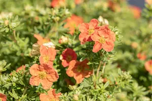 Potentilla f. 'Red Ace' - 20-25 CM C7,5 - image 5