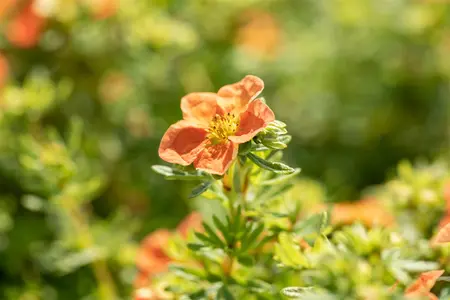 Potentilla f. 'Red Ace' - 30-40 CM C3.5 - image 3