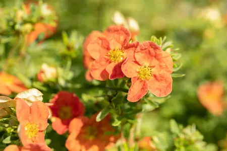 Potentilla f. 'Red Ace' - 30-40 CM C3.5 - image 5