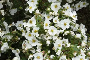 Potentilla f. 'Snowflake'