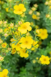 Potentilla f. 'Sommerflor' - 25-30 CM C3 - image 4
