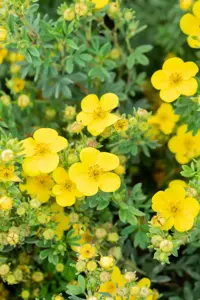 Potentilla f. 'Sommerflor' - 25-30 CM C3 - image 3