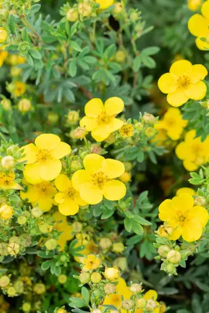 Potentilla f. 'Sommerflor' - 30-40 CM C3 - image 3