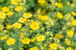 Potentilla f. 'Sommerflor' - 1.5 Ltr pot - image 2