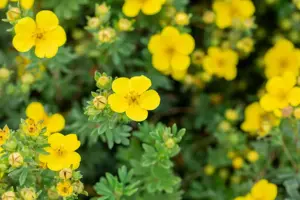 Potentilla f. 'Sommerflor' - 1.5 Ltr pot - image 5