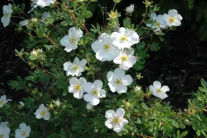 Potentilla f. 'Tilford Cream'