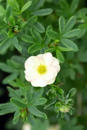 Potentilla frut. 'Bella Apple'? - 3 Ltr pot - image 1