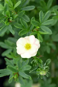 Potentilla frut. 'Bella Apple'?