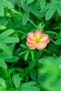 Potentilla frut. 'Bella Apple'? - 3 Ltr pot - image 3