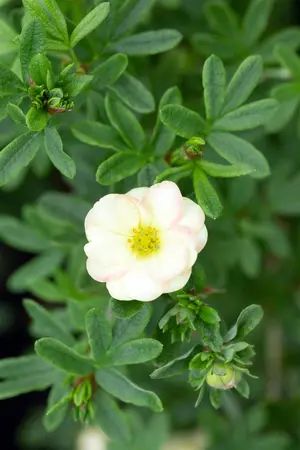 Potentilla frut. 'Bella Apple'? - 25-30 CM C3 - image 1