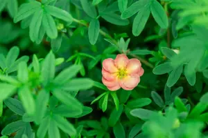 Potentilla frut. 'Bella Apple'? - 3 Ltr pot - image 2
