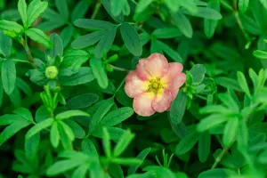 Potentilla frut. 'Bella Apple'? - 3 Ltr pot - image 4