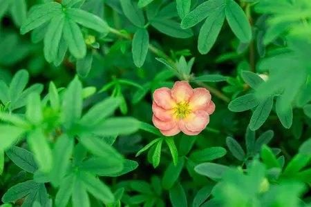 Potentilla frut. 'Bella Apple'? - 25-30 CM C3 - image 2