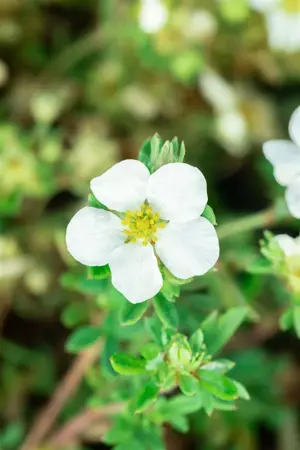 Potentilla frut. 'Bella Bianca' - LINERS 18 CEL TRAY P9 SIZE - image 2