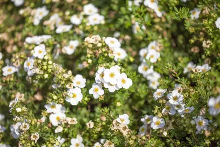 Potentilla frut. 'Bella Bianca'  - P9 - image 1