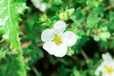 Potentilla frut. 'Bella Bianca' - LINERS 18 CEL TRAY P9 SIZE - image 3