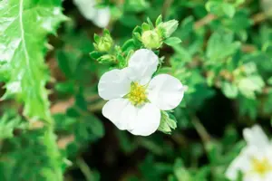 Potentilla frut. 'Bella Bianca' - LINERS 18 CEL TRAY P9 SIZE - image 3