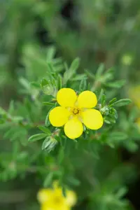 Potentilla frut. 'Bella Lindsey' - 3 Ltr pot - image 2