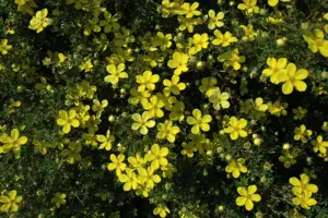 Potentilla frut. 'Bella Lindsey'