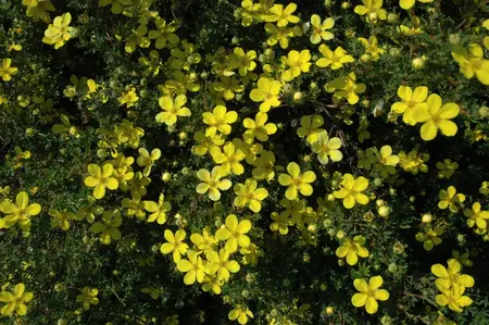 Potentilla frut. 'Bella Lindsey' - 30-40 CM C3.5 - image 1