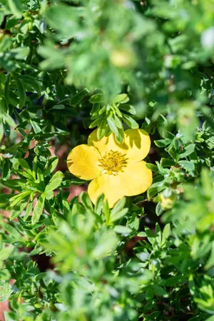 Potentilla frut. 'Bella Sol' - 30-40 CM C3.5 - image 5