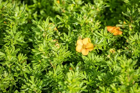 Potentilla frut. 'Bella Sol' - 1.5 Ltr pot - image 4