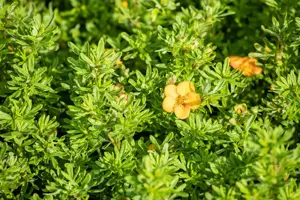 Potentilla frut. 'Bella Sol' - 1.5 Ltr pot - image 4