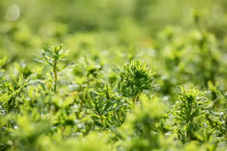 Potentilla frut. 'Bella Sol' - LINERS 18 CEL TRAY P9 SIZE - image 2