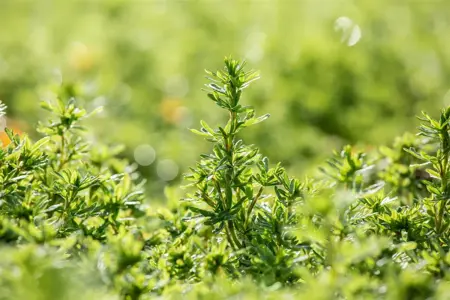 Potentilla frut. 'Bella Sol' - LINERS 18 CEL TRAY P9 SIZE - image 3